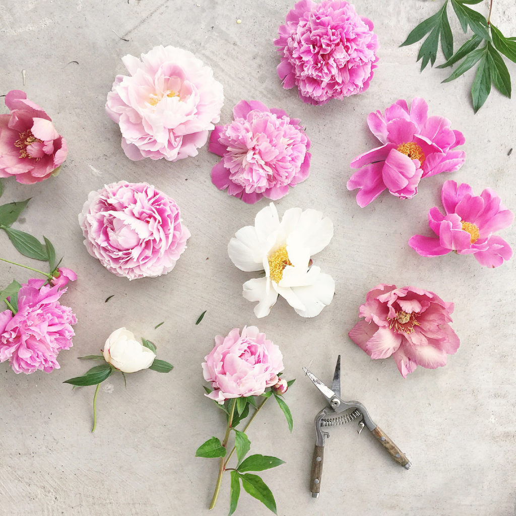 Assortment of pink and white wholesale flowers on a worktable with a pair of clippers