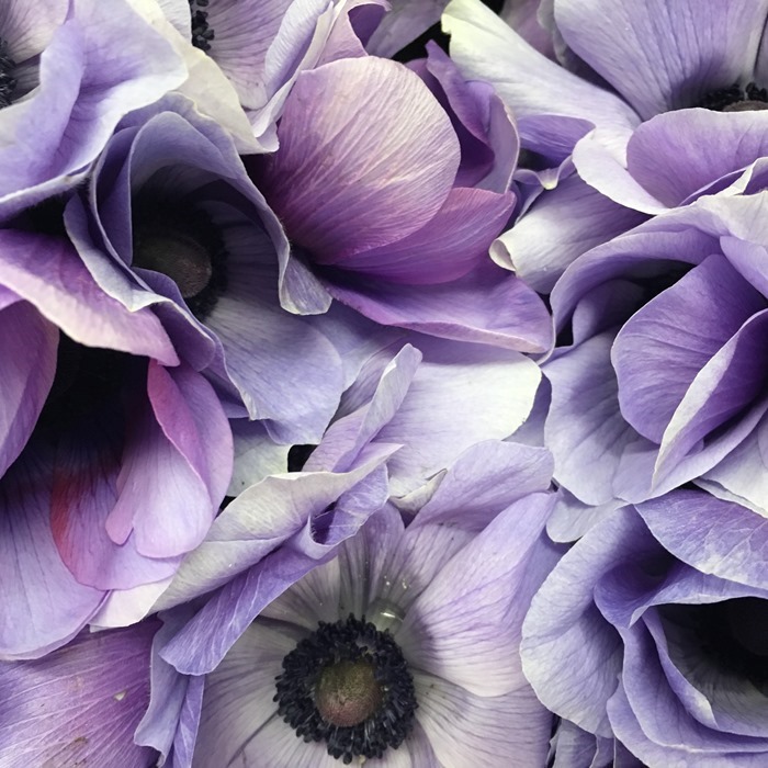 A Visit to Dutch Flower Line NYC Proves to Be Quite Inspiring