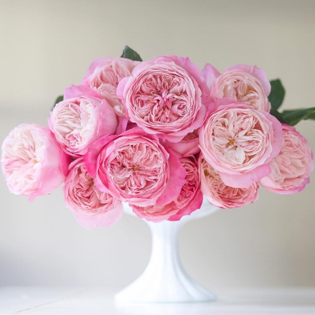 A floral arrangement of large, pink roses by Alicia Schwede