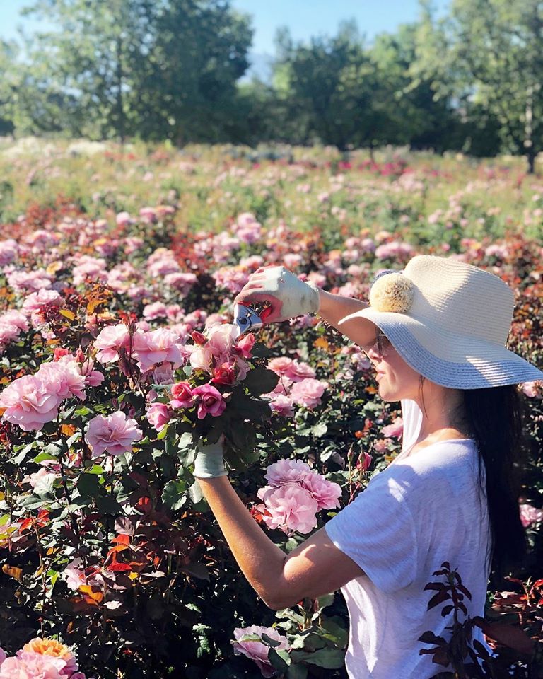 Gracie Poulson trims pink roses in a field 