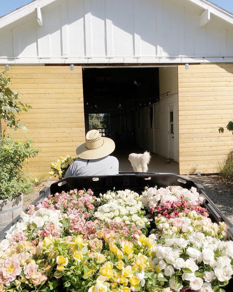 Gracie Poulson drives a cart full of freshly-cut flowers