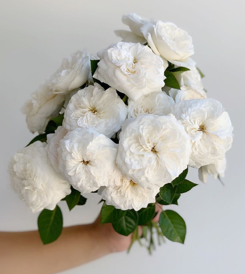 A small arrangement of white roses by Gracie Poulson
