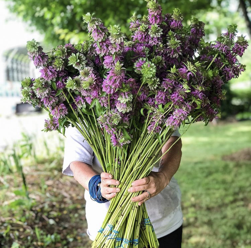 A bundle of purple monarda being held at Harmony Harvest Flower Farm