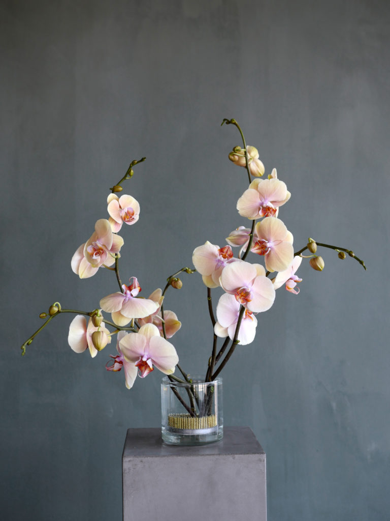 Flower arrangement with orchids and pin frog