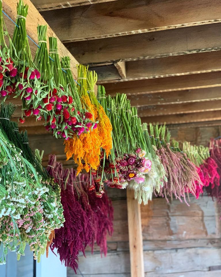 Flowers hanging to dry from a rafter in the 1880's barn at Roam Flora