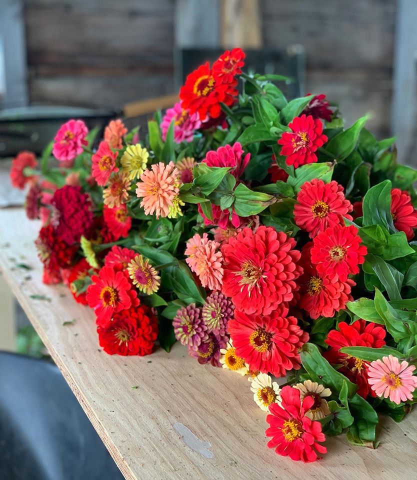 Zinnias freshly picked and laying on a work table at Roam Flora flower farm