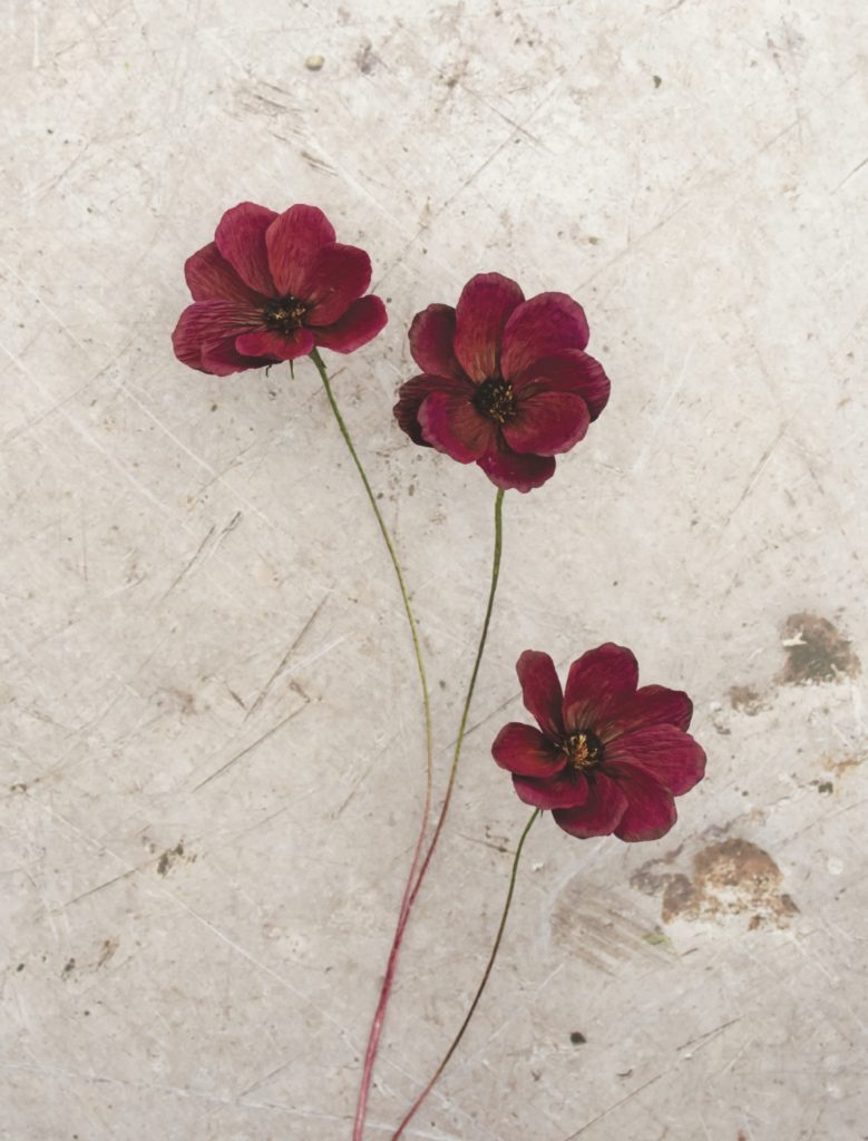 how to: make a chocolate cosmos paper flower - botanical brouhaha