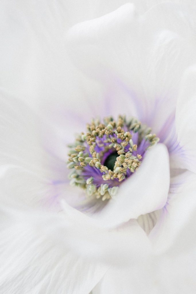 Closeup photo of white anemone with lavender center taken by floral photographer Rona Wheeldon