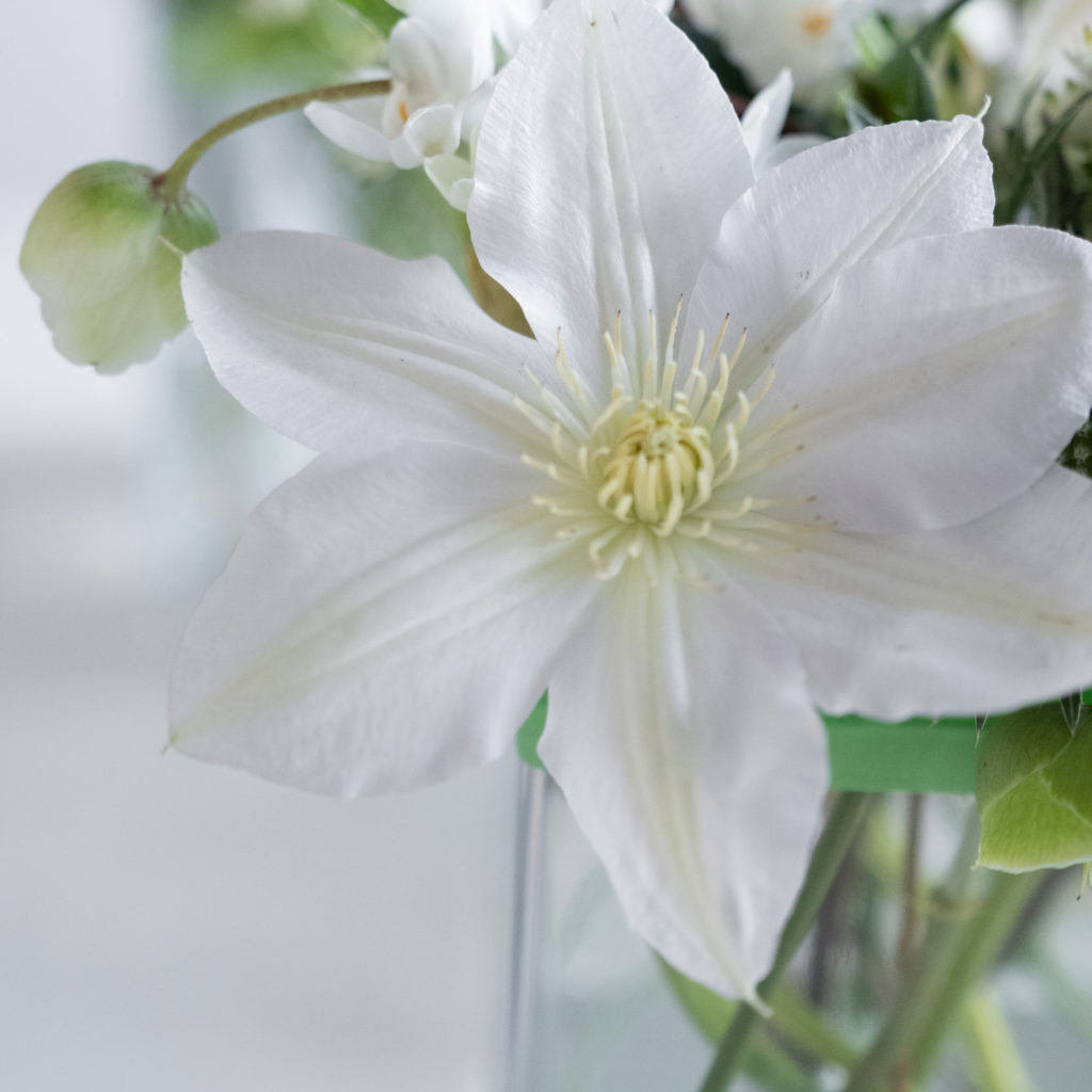 white clematis used in a floral tutorial