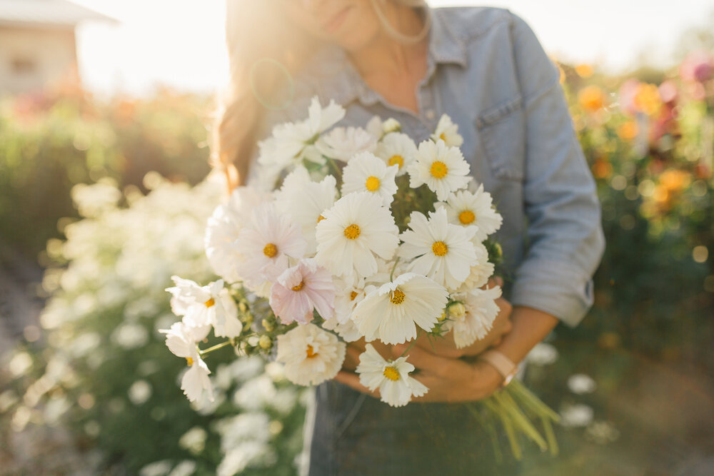 Founder of Growing Kindness Project holding an armful of white cosmos in the flower field