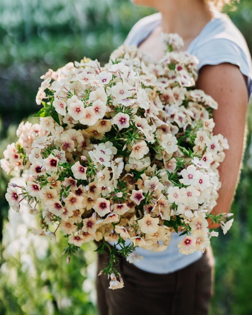 an armful of cherry caramel phlox held by the owner of Little Farmhouse Flowers