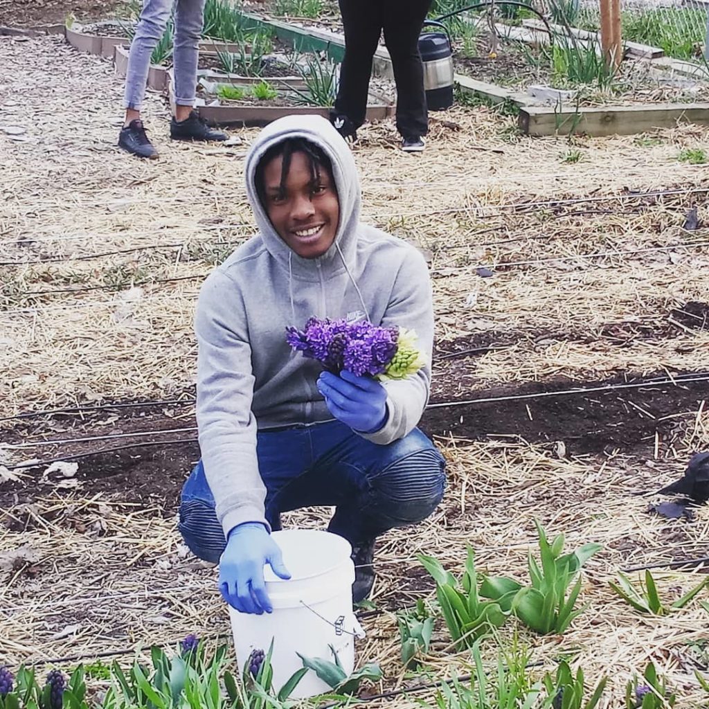 Teenager harvesting purple hyacinth at the Southside Blooms farm in Chicago