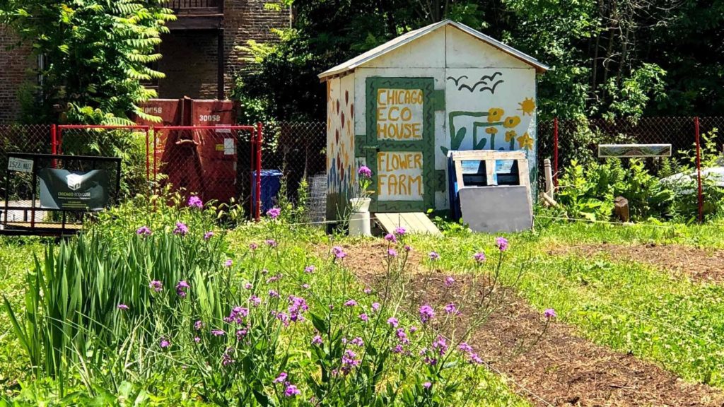 A shed at the end of a row of flowers on the Southside Blooms farm in Chicago