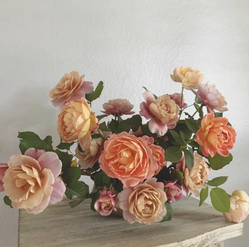 Peach and mauve roses grown in the Texas garden of floral freelancer Jesse Camargo