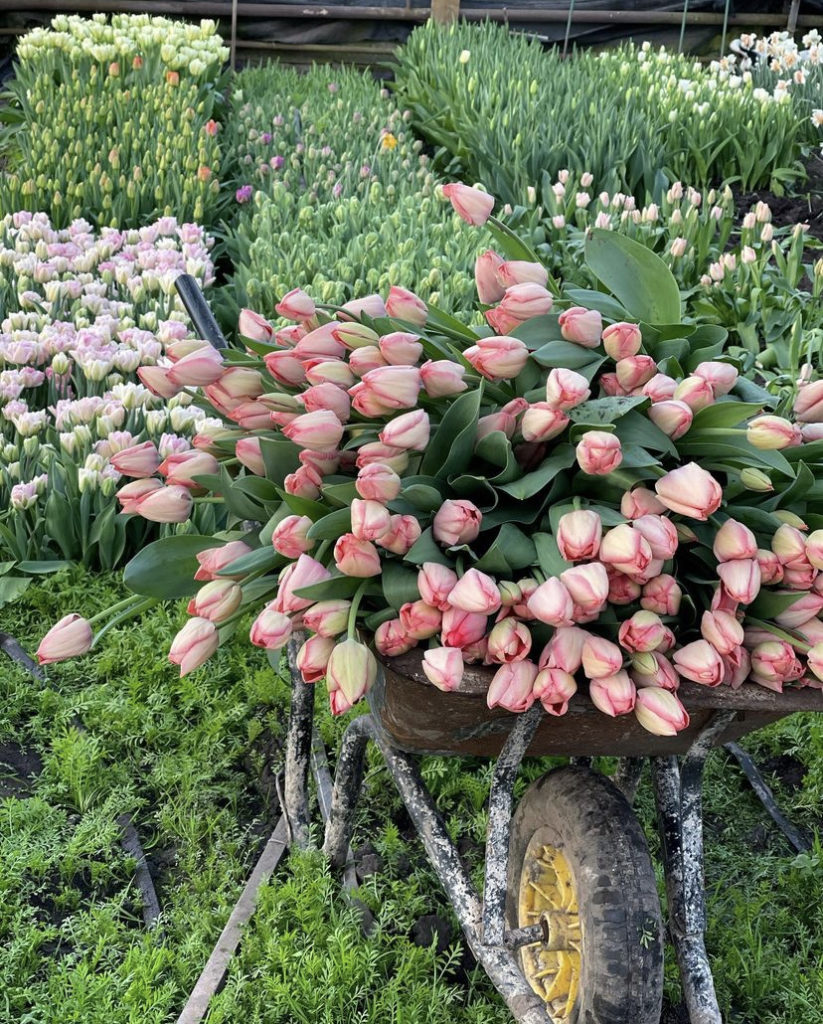 tulips grown at Lakes and Rivers Flower Farm