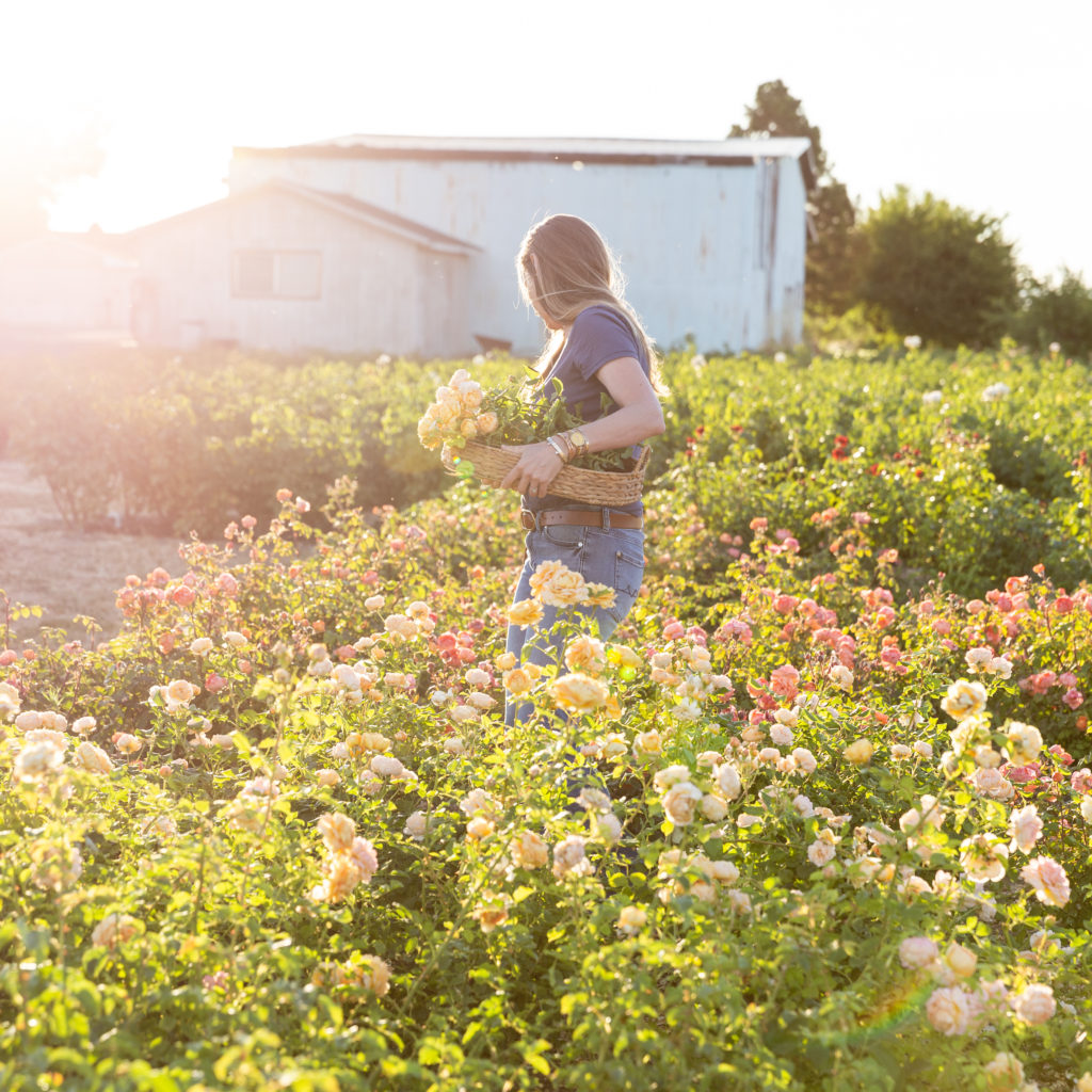 Rose farm owner Felicia Alvarez harvesting roses in the field at golden hour