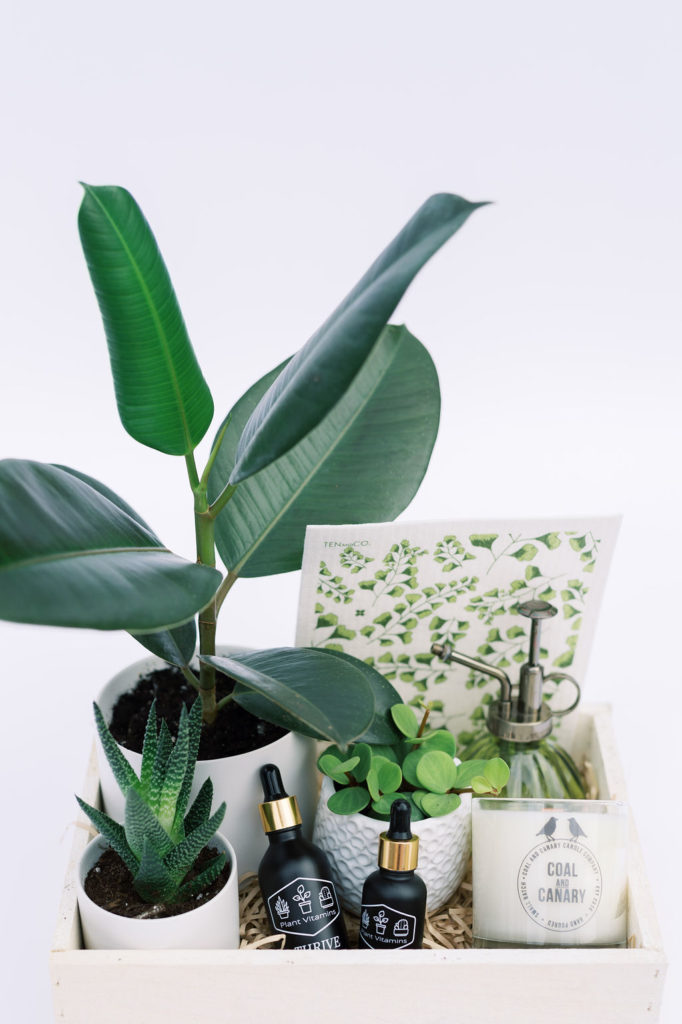 Living Fresh gift box of plants, a candle, and plant care products