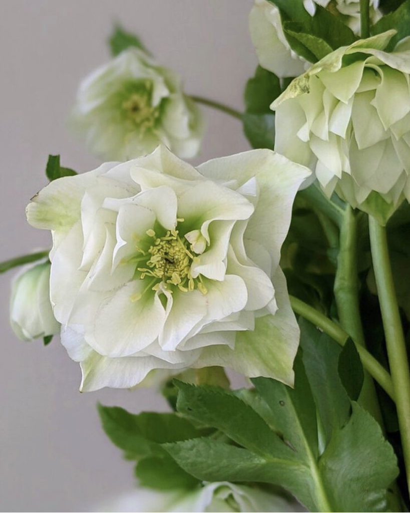 white hellebores grown by a North Carolina flower farmer and distributed to florists by Stemz