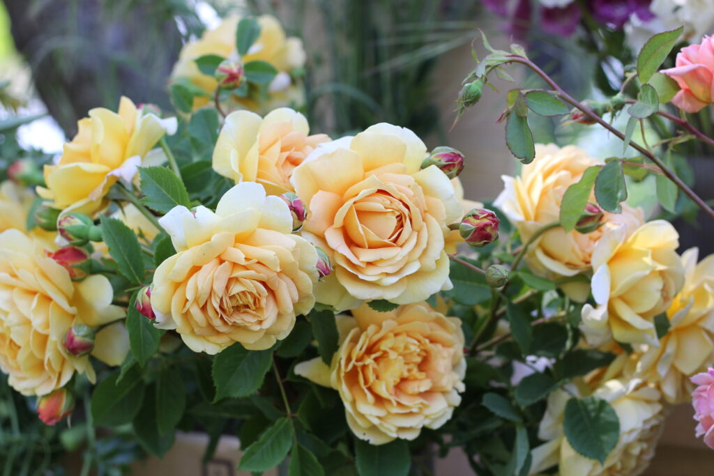 Golden yellow roses blooming on the bush of flower farming author Lennie Larson