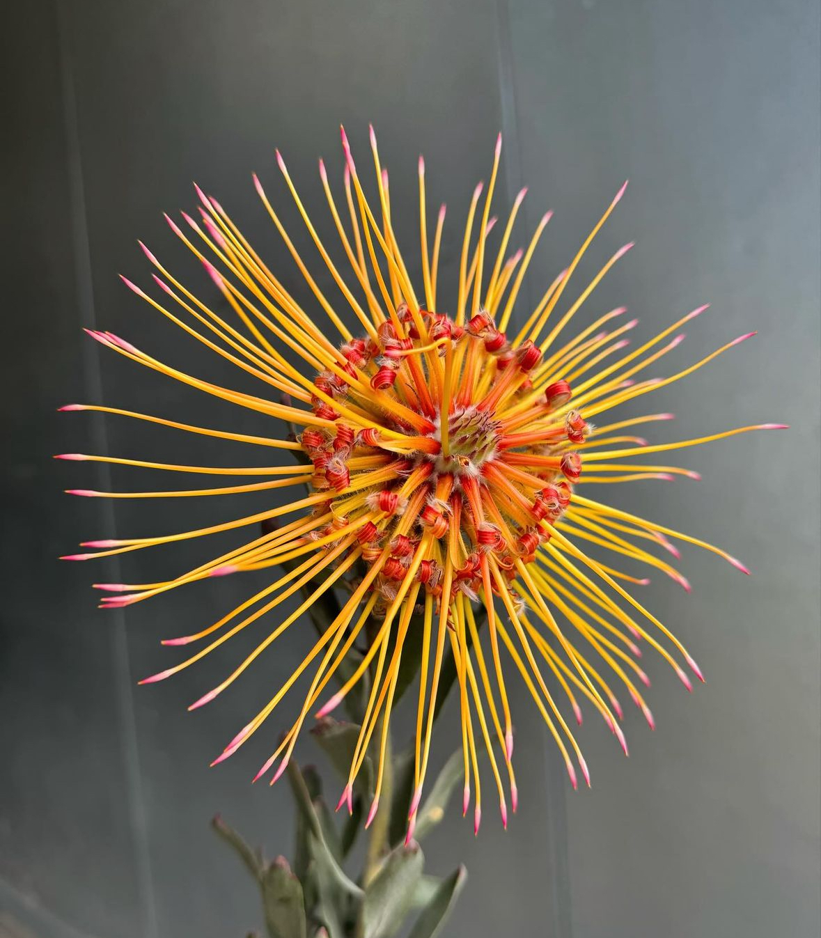 How Imelda Ramos Built a Flower Wholesale Business - Botanical Brouhaha